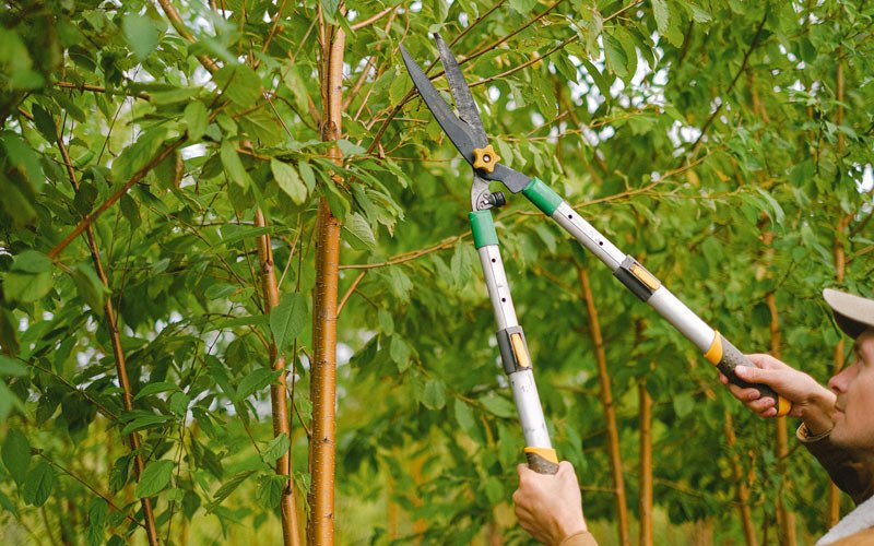 Tree trimming in Fleischmanns, NY